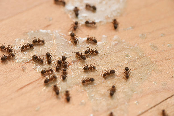 Professional Pest Control in Semmes, AL
