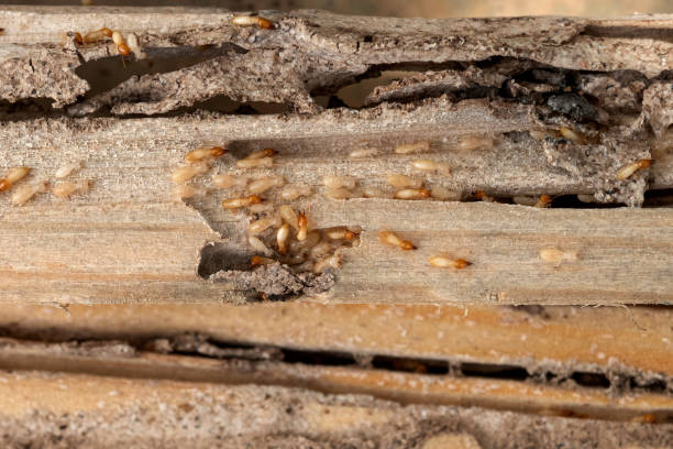 Insect Control in Semmes, AL
